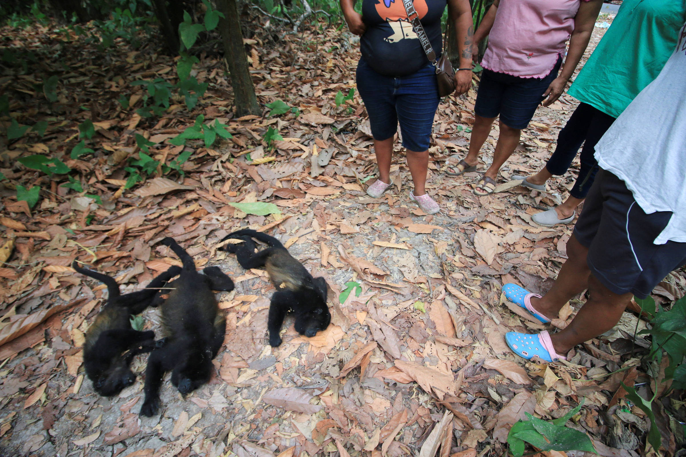 Calor Mortal: Macacos Caem das Árvores no México